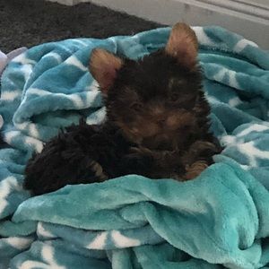 Meet your Posher, Diana